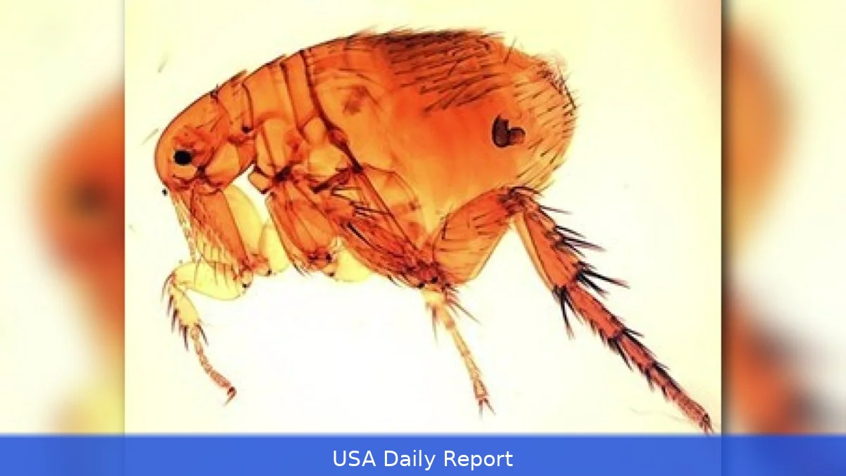 Los Angeles Battles Record Surge in Flea-Borne Typhus Cases: What You Need to Know