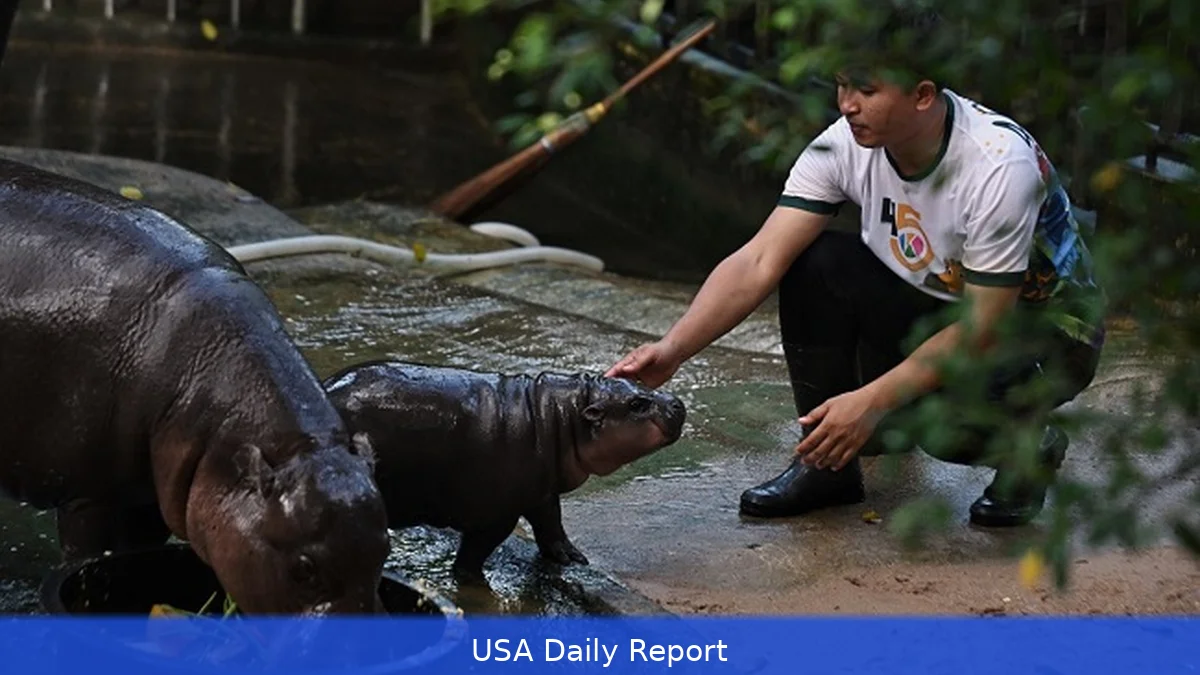 Man Fined After Trespassing Into Viral Pygmy Hippo Enclosure at Thai Zoo