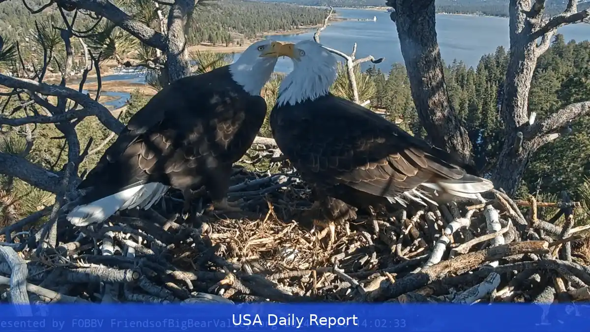 Big Bear’s Beloved Bald Eagles Jackie and Shadow Welcome Two New Eaglets Over Easter Weekend