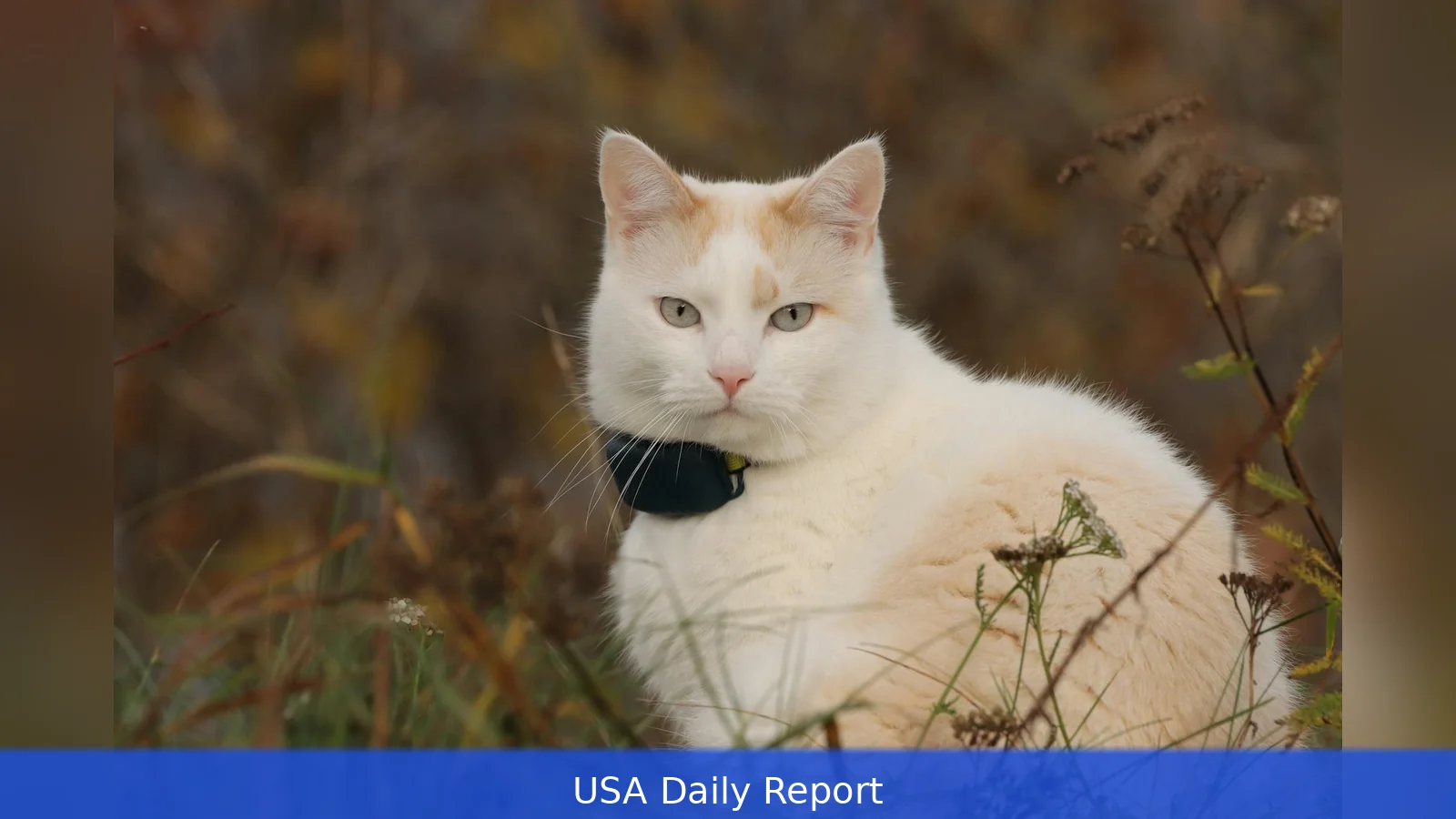 Tractive Cat Trackers: Health Data vs. Battery Life