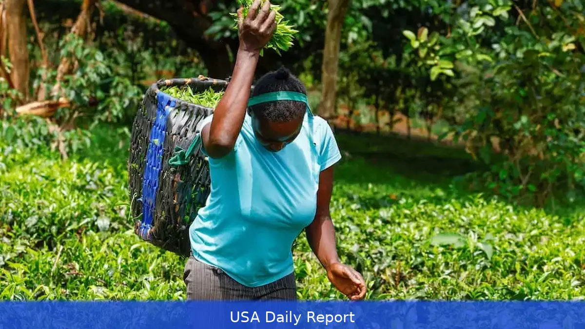 Eight Million Kilos of Tea Pile Up in Mombasa as Iran War Disrupts Shipping