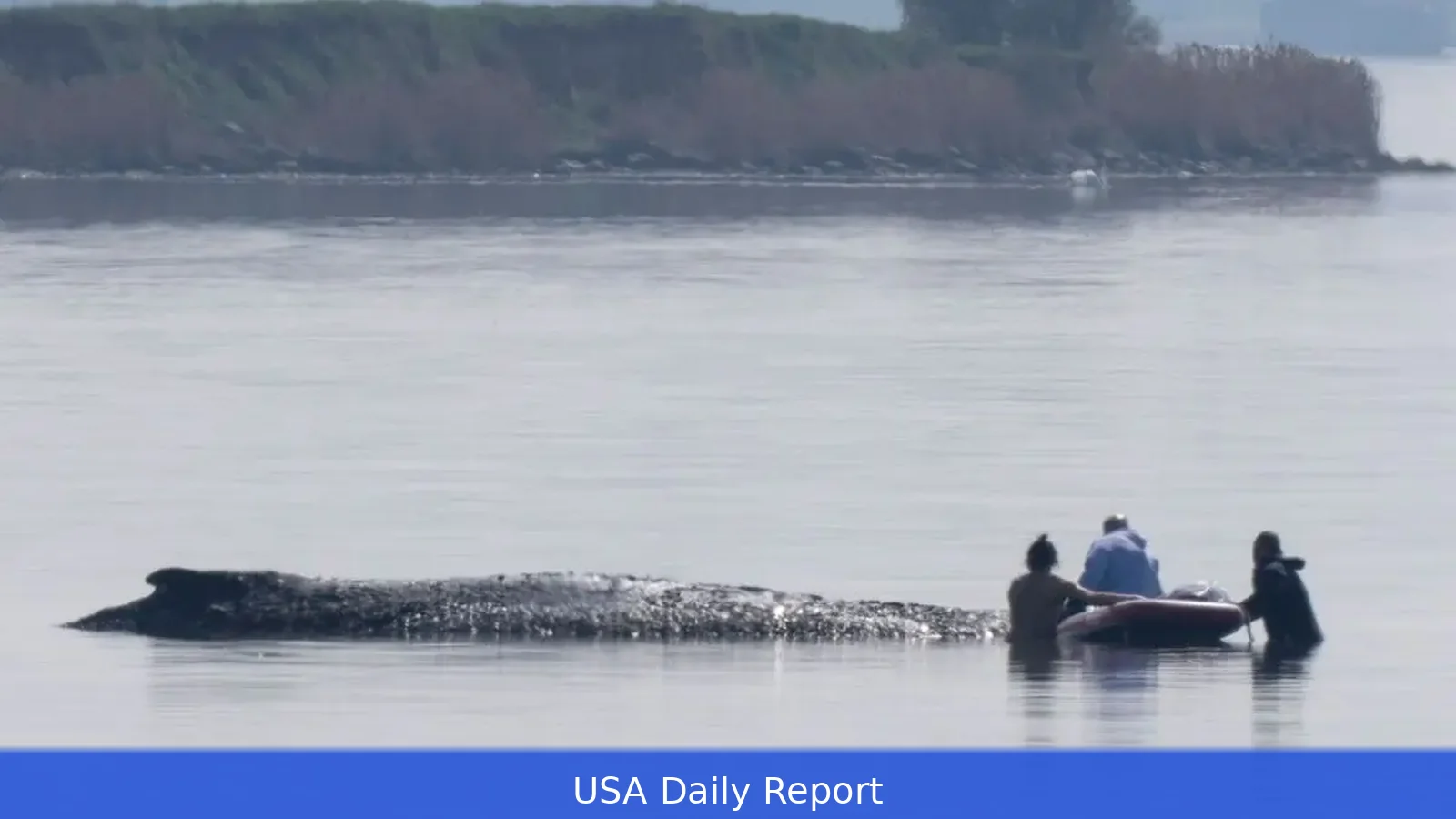 Rescuers to Use Air Cushions to Free Stranded Whale